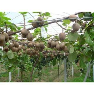 Hạt Giống Cây Kiwi