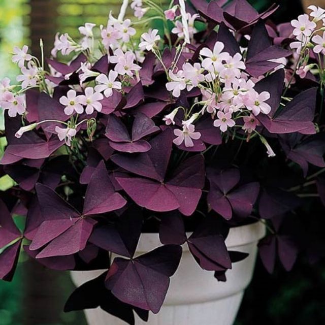 Củ giống hoa bướm đêm - củ giống