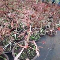 Chậu phong lá đỏ mini hình