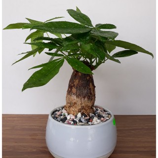 Cây Kim Ngân - Cây Phong Thủy Tài Lộc [ Đã Kèm Chậu Sứ + Đá Trắng]