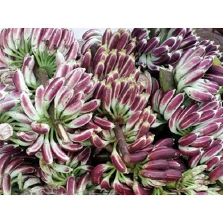 Chuối Hột Rừng 2kg