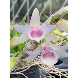 Gỉa hạc Đài Loan