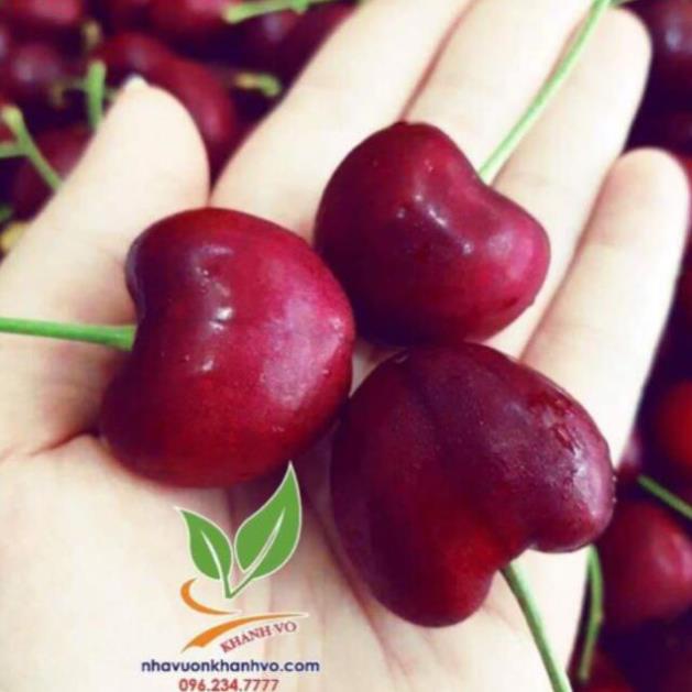 Cherry mỹ nhiệt đới  trồng được tại Việt Nam  - Nhà Vườn Khánh Võ