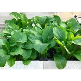 Hạt Giống Rau Cải Ngọt(Gói 20 g )Dễ Trồng &amp;Năng Suất Cao-Tổng kho hạt giống giá rẻ