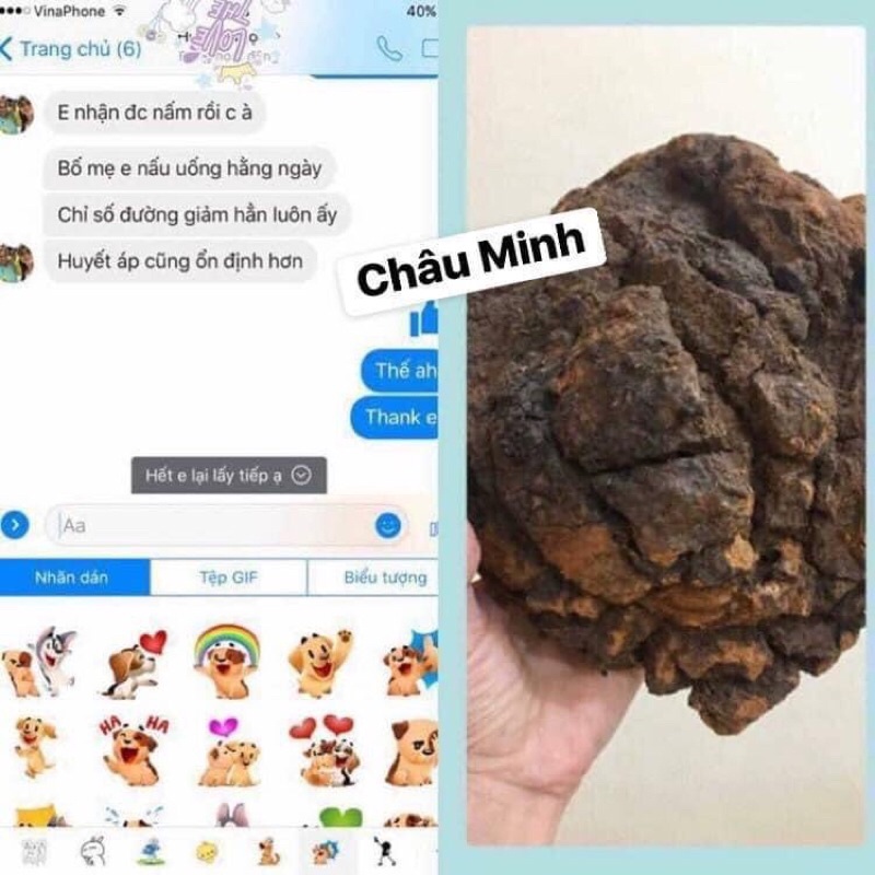 NẤM BẠCH DƯƠNG - NẤM CHAGA NGA