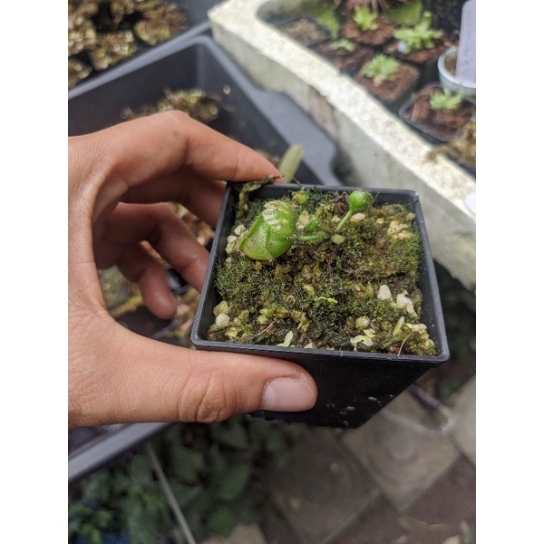 cây cảnh cây bắt mồi ấm đất to