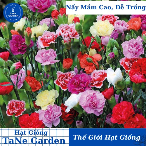 100h Hạt Giống Hoa Cẩm Chướng Kép Mix - TaNe Garden