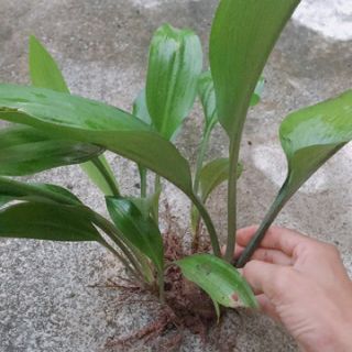 Hoa ngọc trâm