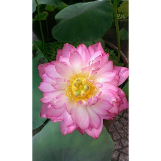 Sen Cung Đình - Đặc Trưng Sứ Huế { Gói 10 hạt - Tặng dụng cụ cắt đầu }