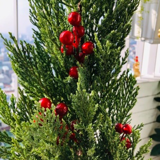 Combo 5 cành cherry trang trí giáng sinh 7-8 quả/ cành