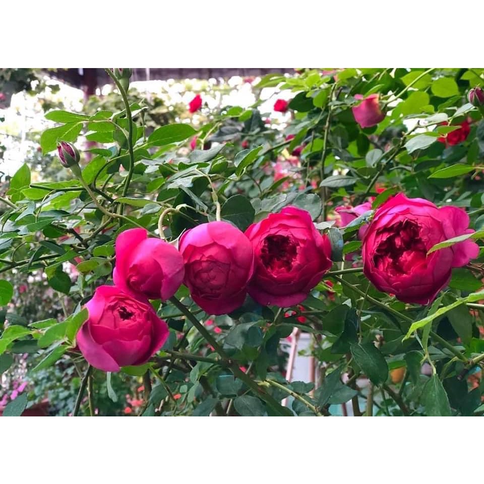 Hoa hồng bụi Autumn Rouge xứ Nhật hoa hồng tím thơm nhất-Hoangoaimelinh