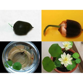 Hạt Giống Hoa Sen Mini Nhật Bản ( Sen nước cảnh)