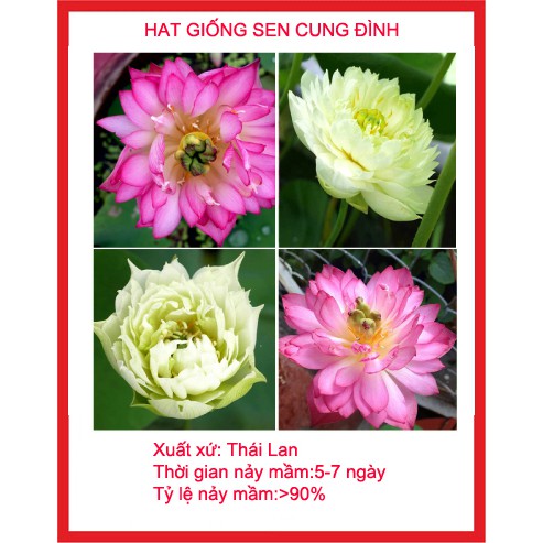 5 hạt giống sen cung đình 5 màu