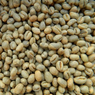 600g nhân cà phê culi sống