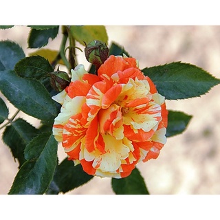 Hoa Hồng ngoại leo orange and lemon la mắt sai hoa
