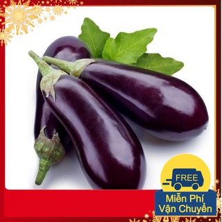 Hạt Giống Cà Tím Đài Loan