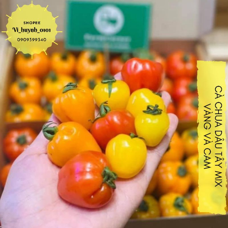 Cà chua Cherry Dâu Tây một giống cà chua trái cây siêu phẩm ngon nhất và đẹp nhất của năm nay đây