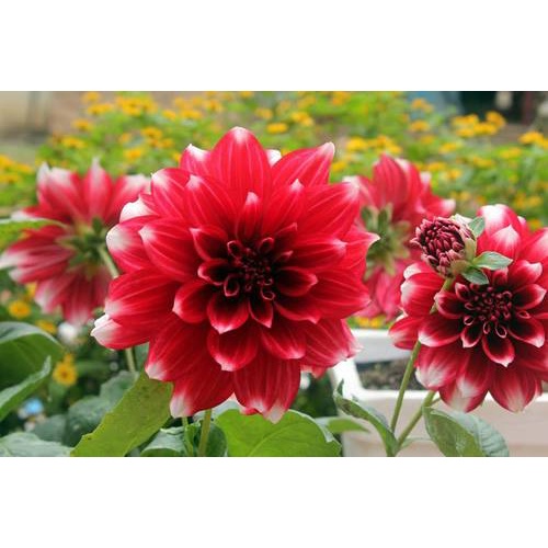 50 Hạt Hoa Thược Dược Lùn này mầm 100%