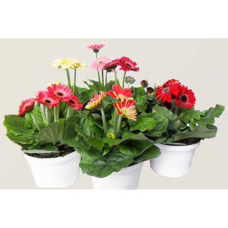 HẠT GIỐNG CÚC ĐỒNG TIỀN