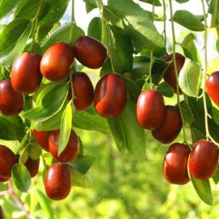 1kg trà táo đỏ khô
