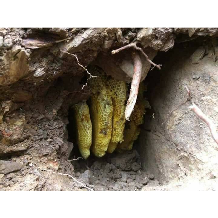 Mật ong lỗ Kon Tum