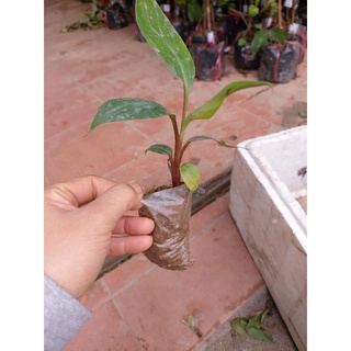 Cây giống chuối đỏ cấy mô siêu sớm (chẩn giống cây trồng)