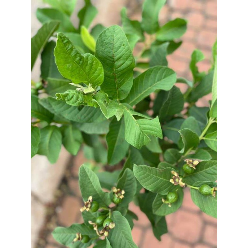 Ổi Nữ Hoàng .... đang hoa