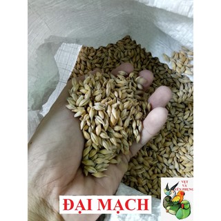 1KG HẠT ĐẠI MẠCH (LÚA MẠCH) nguyên vỏ CHO CHIM, VẸT (NGƯỜI DÙNG ĐƯỢC)