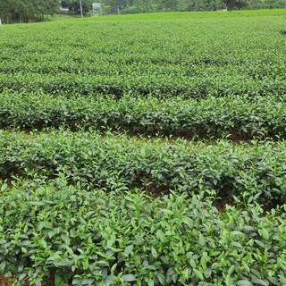 Đặc Sản Chè Thái Nguyên.