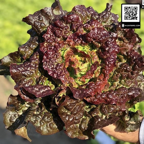 1KG Hạt giống xà lách xoăn tím tím (xà lách tím - lolo tím)