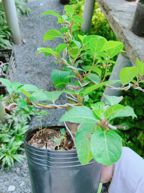 Cây Sung Bonsai