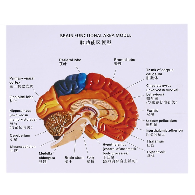 Mô Hình Khu Vực Giải Phẫu Luyện Trí Não Người Kích Thước Lớn Cho Dạy Học / Giảng Dạy