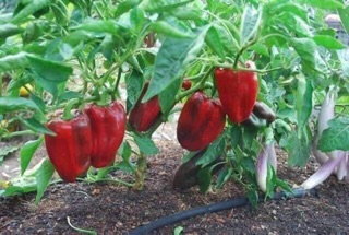 Hạt giống ớt chuông Thái Lan mix 20 hạt