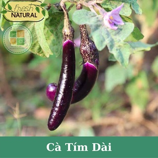Hạt giống cà tím dài siêu quả