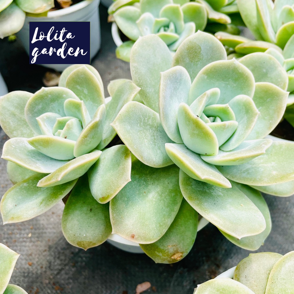 Sen đá hoa hồng hà lan lá lớn Đà Lạt size trung bình cây cảnh trang trí nhà cửa Lolita garden