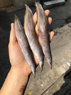 Chạch đồng 1 nắng 1kg