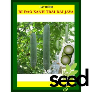 Hạt Giống Bí Đao Xanh Trái Dài F1 Java 0.2 Gram