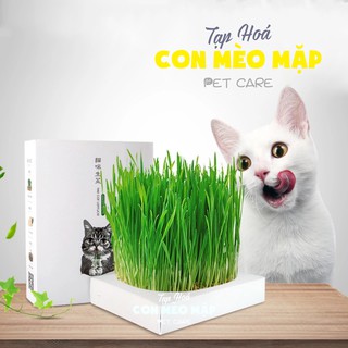 Hộp cỏ mèo tự trồng