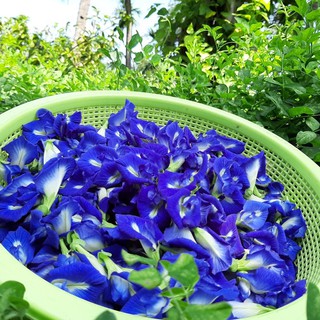 Hoa Đậu Biếc Sấy Lạnh