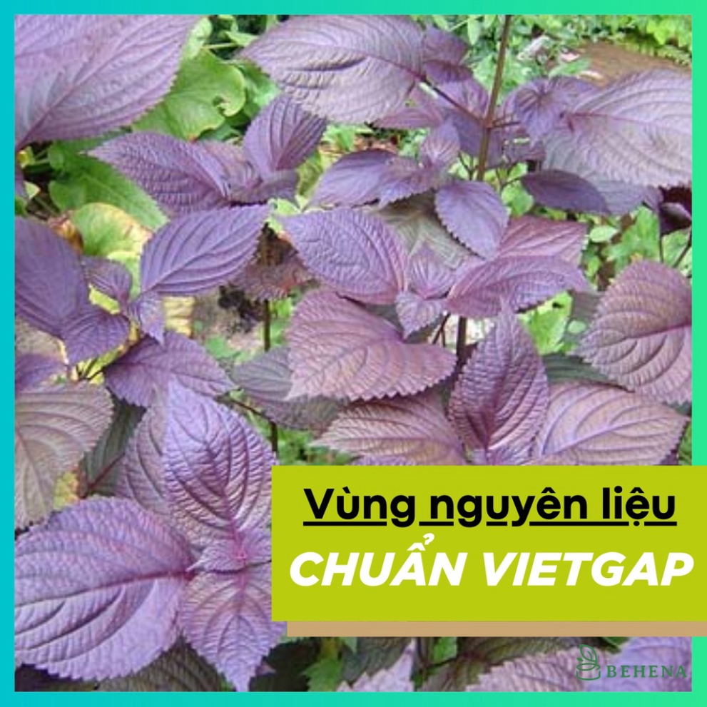 Bột Tía Tô Sấy Lạnh Behena 50g Giảm Đau Nhức Xương Khớp, Giải Cảm, Làm Đẹp Da