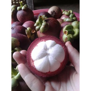 cây giống măng cụt