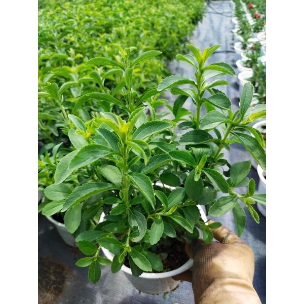 Cây cỏ ngọt - Stevia