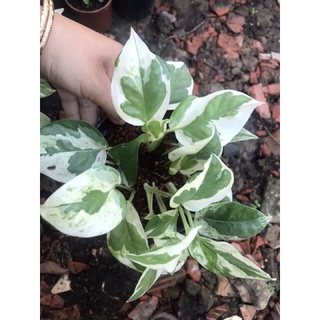 Cây trầu bà Ngọc thủy