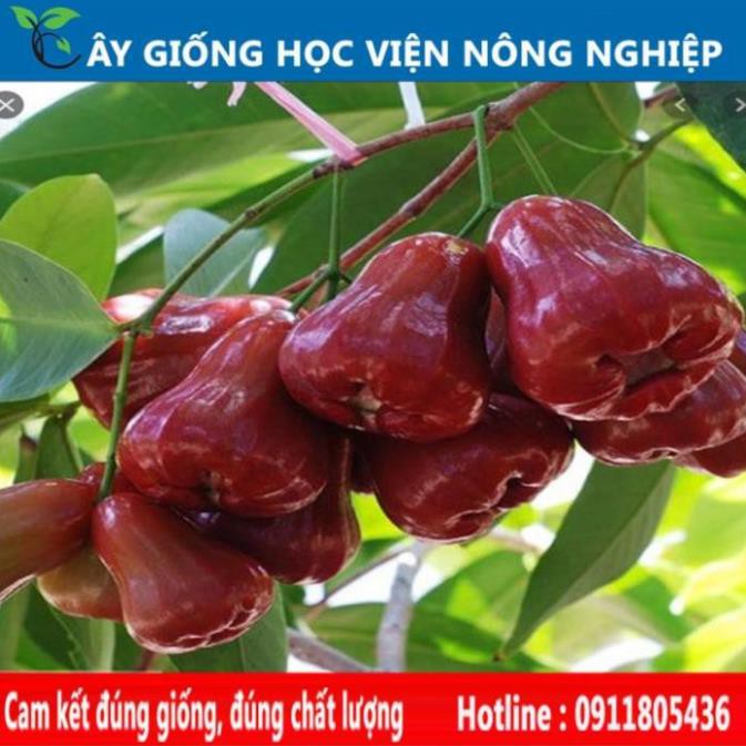 Sản phẩm Cây Ăn Trái Giống roi đỏ Thái lan chất lượng tốt và cho năng suất cao