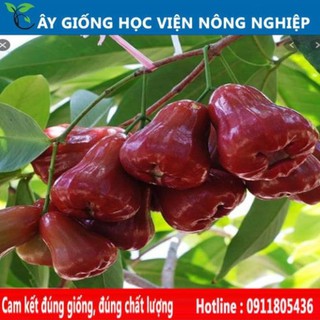 Sản phẩm Cây Ăn Trái Giống roi đỏ Thái lan chất lượng tốt và cho năng suất cao