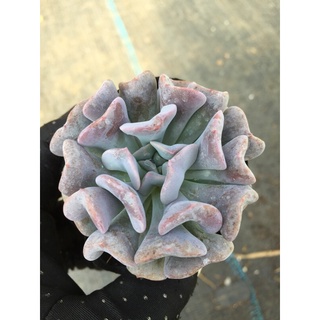 cây sen đá cúc tím