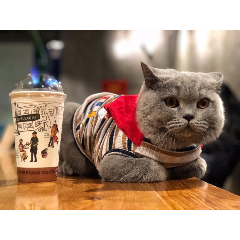 Mạch LED pháo hoa có Âm Thanh 2024