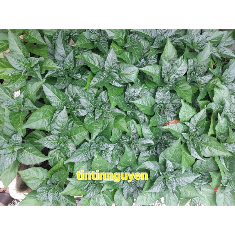 Bầu cây giống ớt sừng vàng, trái tim siêu đẹp để ăn hoặc làm cảnh