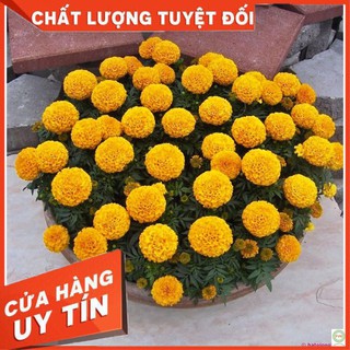 50 hạt giống hoa cúc vạn vàng cam HGTG CỰC ĐỈNH