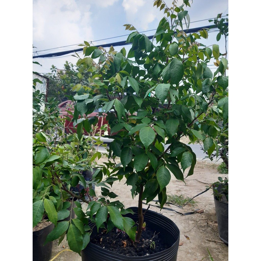 Cây khế lùn nhật cao hơn 1 m